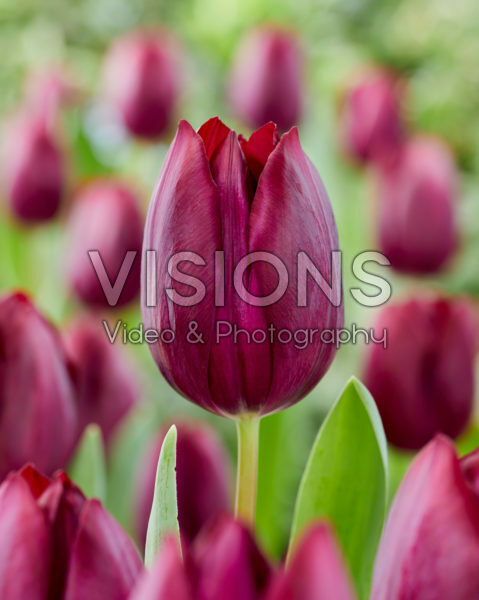 Tulipa Caviar Tulipa Caviar