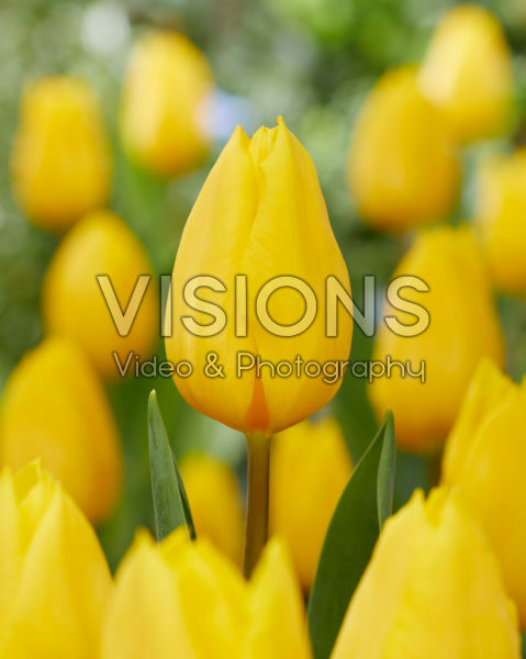 Tulipa Strong Gold Tulipa Strong Gold