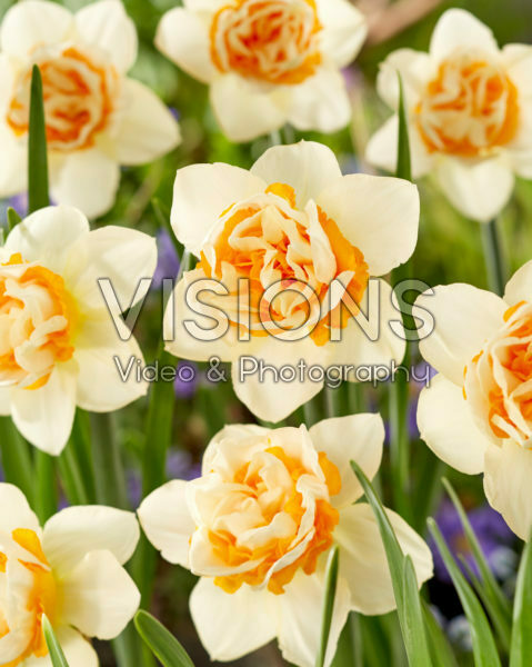 Narcissus First Date Narcissus First Date