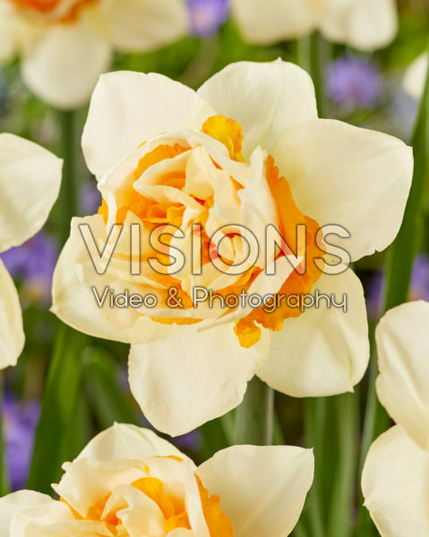 Narcissus First Date Narcissus First Date