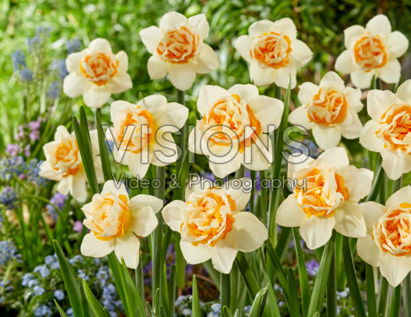 Narcissus First Date Narcissus First Date