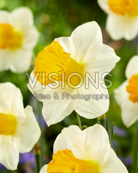 Narcissus Orange Sunset Narcissus Orange Sunset