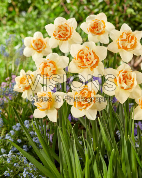 Narcissus First Date Narcissus First Date