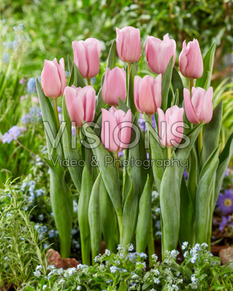 Tulipa Dutch Lane