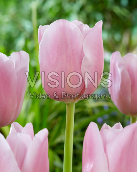 Tulipa Dutch Lane Tulipa Dutch Lane