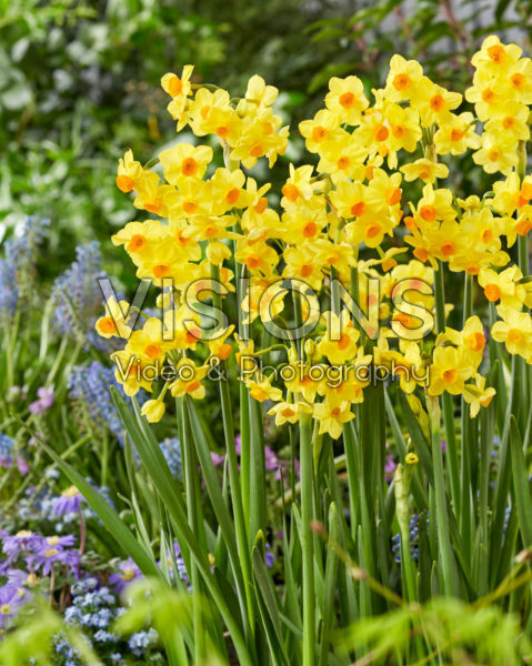 Narcissus Innisidgen Narcissus Innisidgen