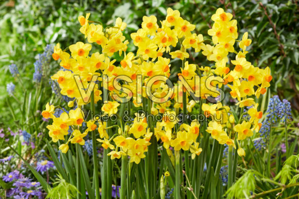 Narcissus Innisidgen Narcissus Innisidgen