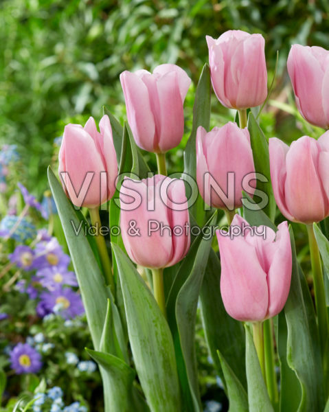 Tulipa Dutch Lane