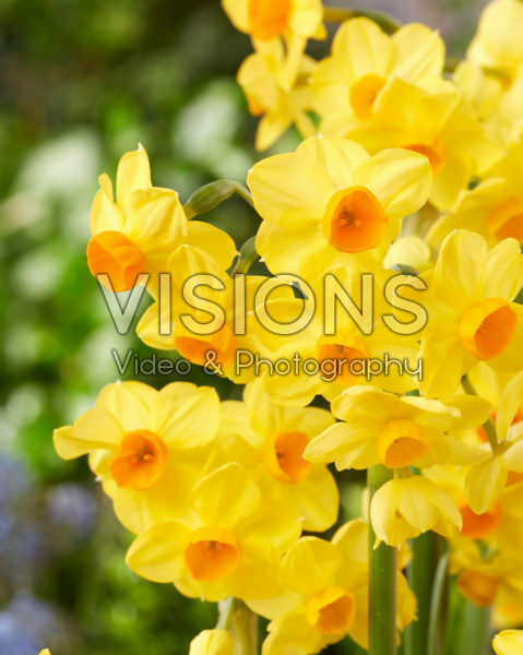 Narcissus Innisidgen