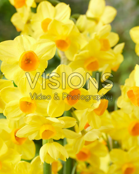 Narcissus Innisidgen Narcissus Innisidgen