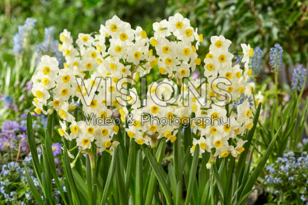 Narcissus Avalanche Narcissus Avalanche