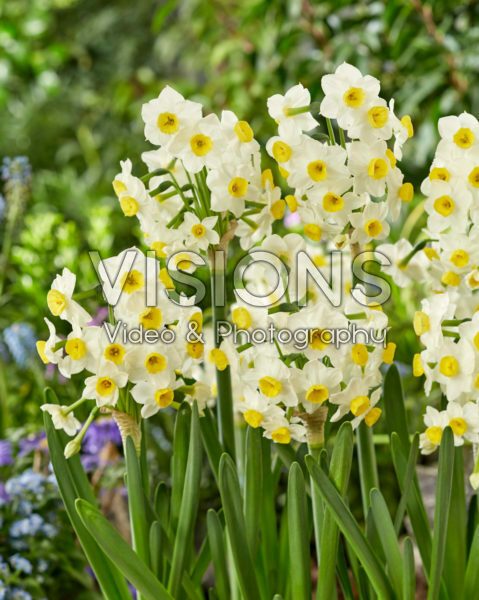 Narcissus Avalanche Narcissus Avalanche