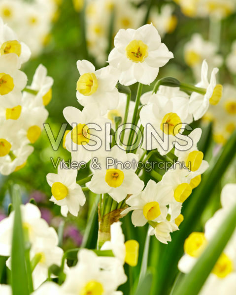 Narcissus Avalanche