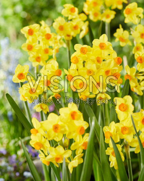 Narcissus Innisidgen Narcissus Innisidgen