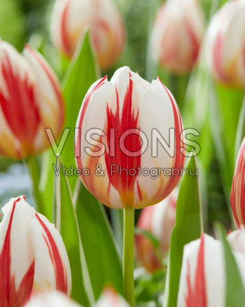 Tulipa Carnaval de Rio Tulipa Carnaval de Rio