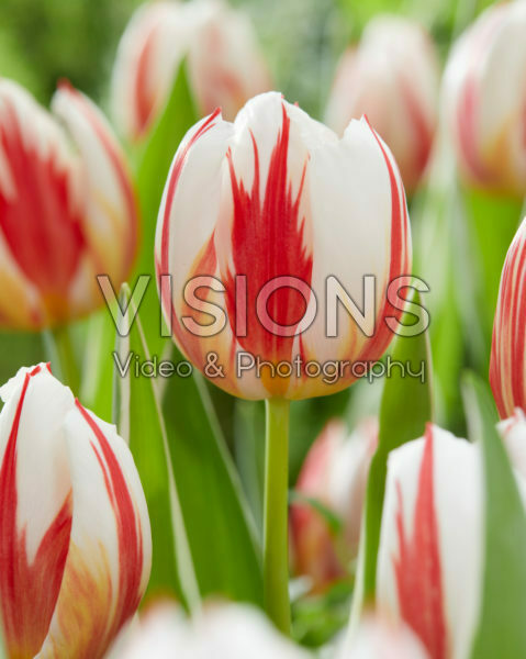 Tulipa Carnaval de Rio Tulipa Carnaval de Rio