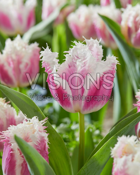 Tulipa Hawaii Tulipa Hawaii