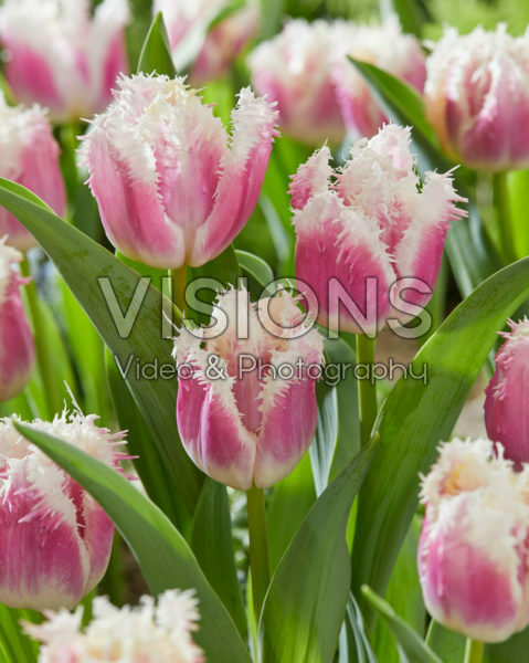 Tulipa Hawaii Tulipa Hawaii