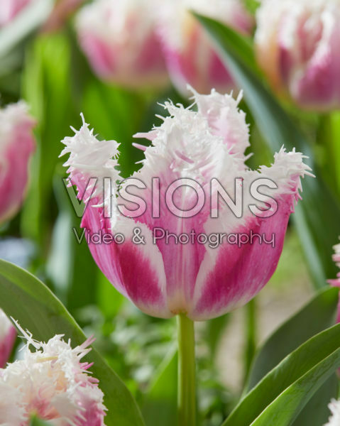 Tulipa Hawaii Tulipa Hawaii