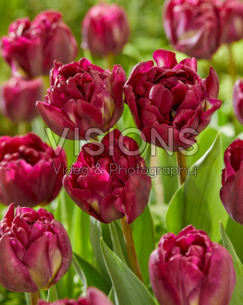 Tulipa Jinan Tulipa Jinan