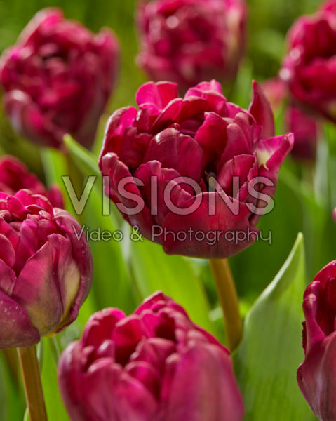 Tulipa Jinan Tulipa Jinan