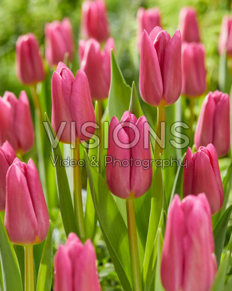Tulipa Pink Marlene Tulipa Pink Marlene