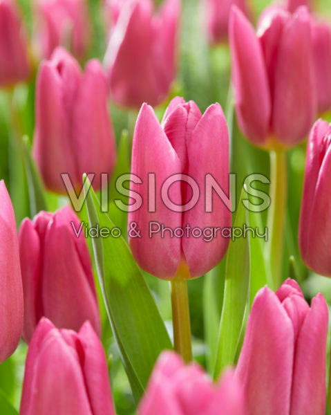 Tulipa Pink Marlene Tulipa Pink Marlene