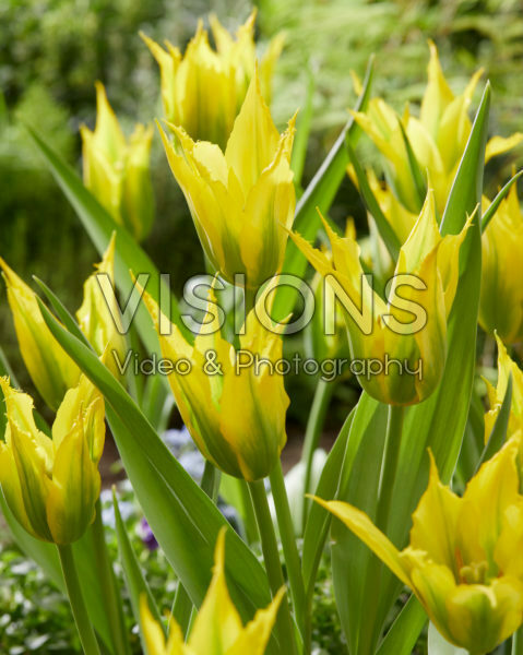 Tulipa Green Mile Tulipa Green Mile
