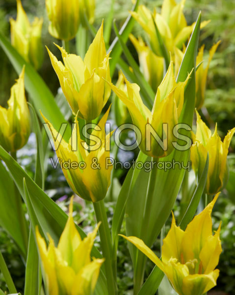 Tulipa Green Mile Tulipa Green Mile