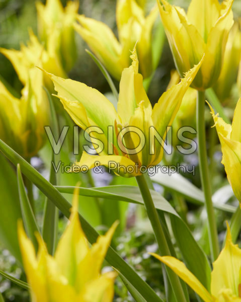 Tulipa Green Mile Tulipa Green Mile