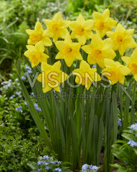 Narcissus Pentewan Narcissus Pentewan