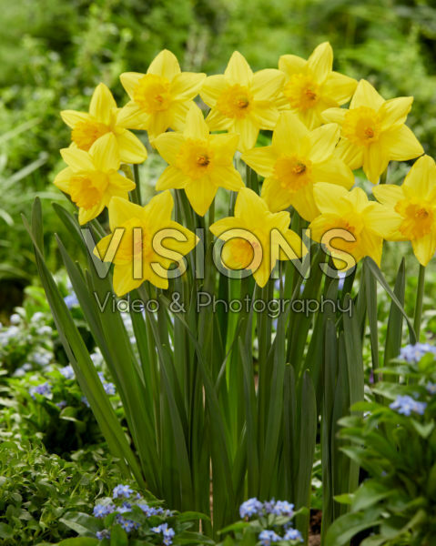 Narcissus Pentewan Narcissus Pentewan