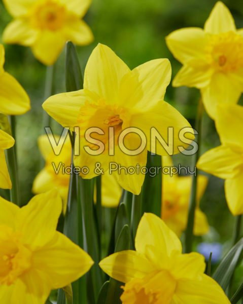 Narcissus Pentewan Narcissus Pentewan