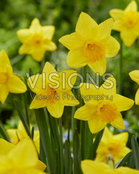 Narcissus Pentewan Narcissus Pentewan
