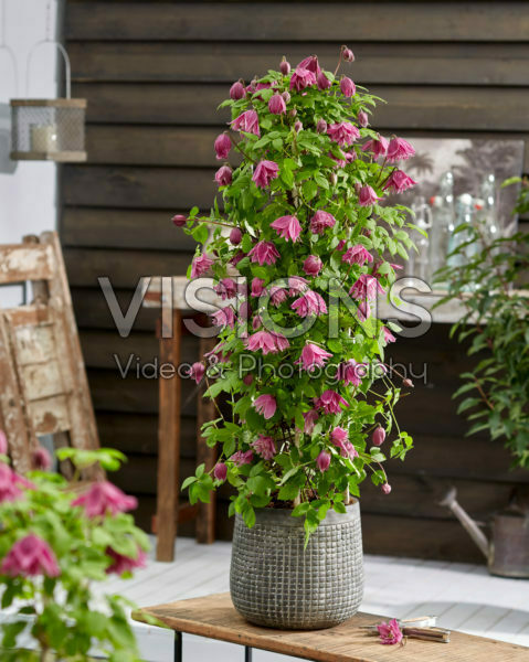 Clematis Imke Clematis Imke