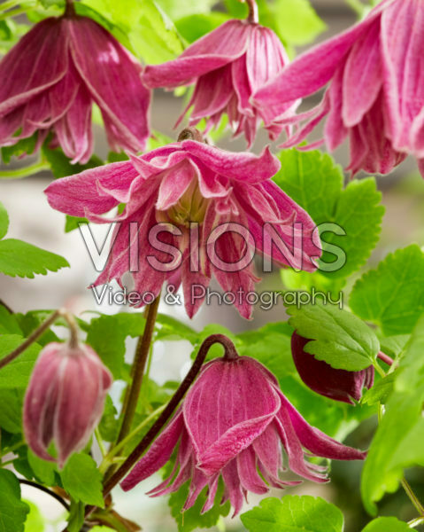 Clematis Imke Clematis Imke