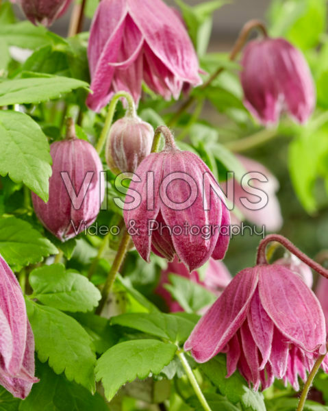 Clematis Imke