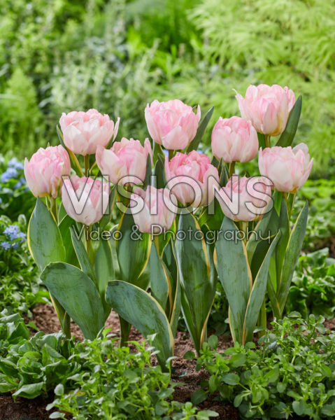 Tulipa Foxtrot Design Tulipa Foxtrot Design