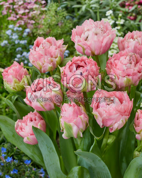 Tulipa Sugar Crystal Tulipa Sugar Crystal