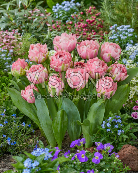 Tulipa Sugar Crystal Tulipa Sugar Crystal