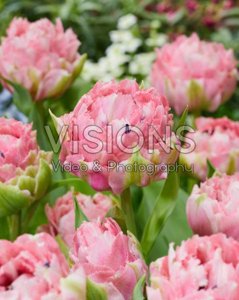 Tulipa Sugar Crystal Tulipa Sugar Crystal