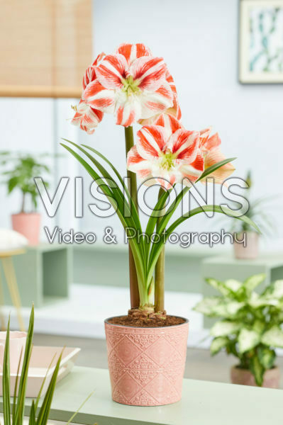 Hippeastrum Clown