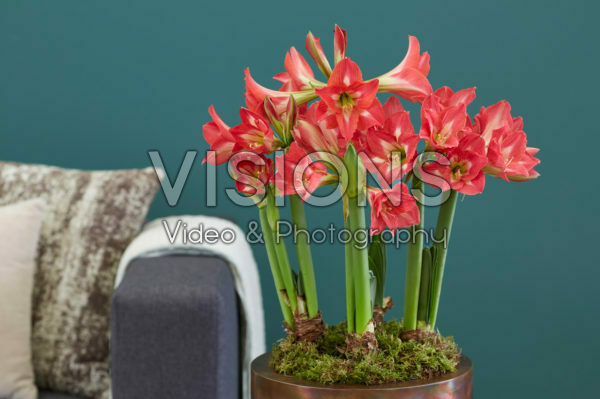 Hippeastrum Tres Belle Hippeastrum Tres Belle
