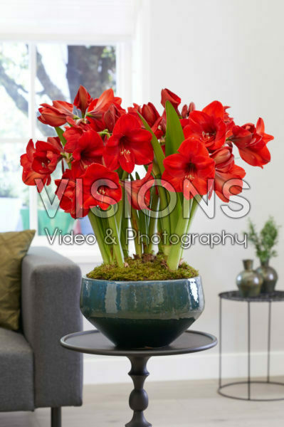Hippeastrum Red Rival®