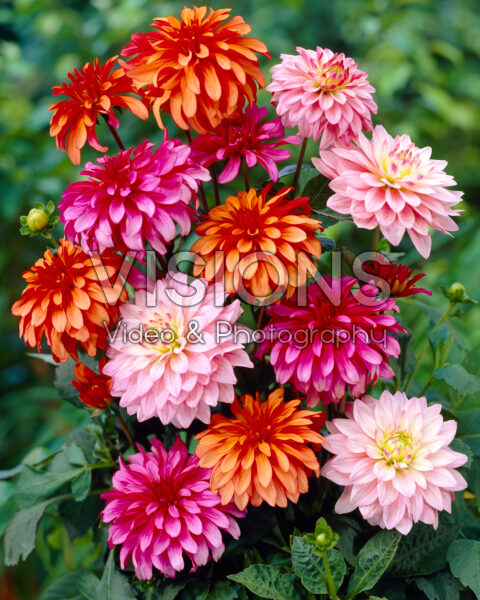 Dahlia Gallery ® collection Dahlia Gallery ® collection