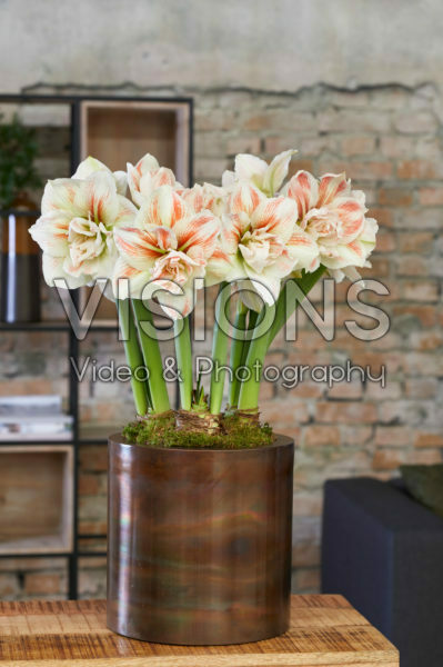 AMAZING AMARYLLIS