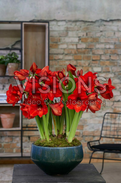 Hippeastrum Red Rival®