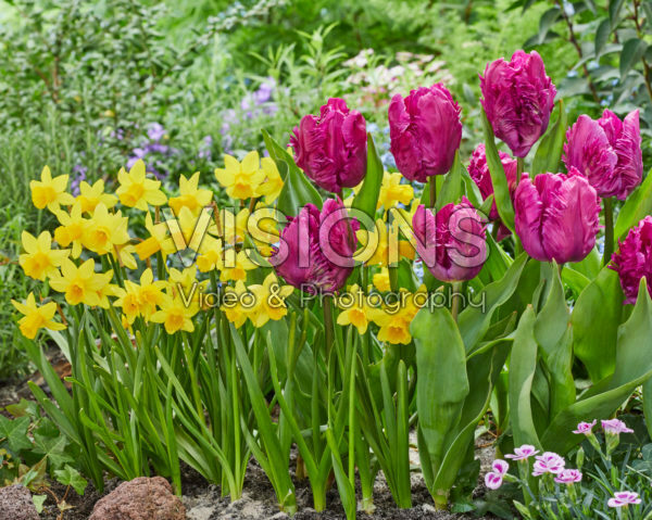 Tulipa Parrot Prince, Narcissus Tete a Tete