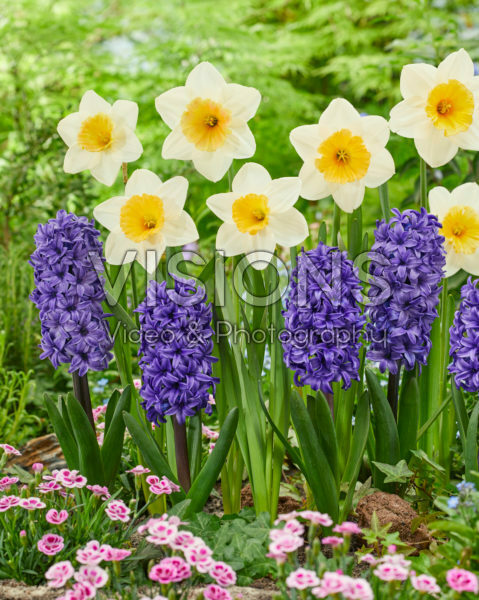 Narcissus Fragrant Breeze, Hyacinthus Blue