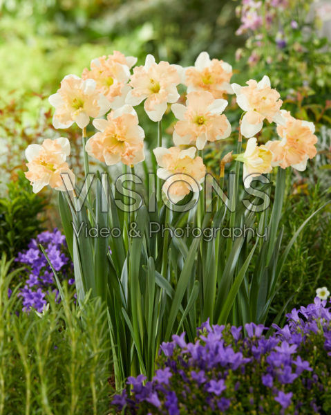 Narcissus Apple Pie Narcissus Apple Pie
